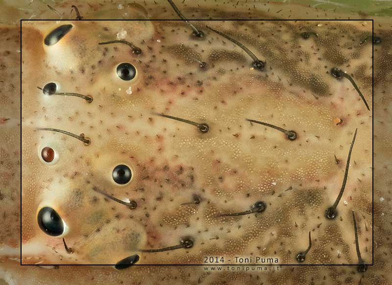 Monaeses paradoxus - Marina di Modica (RG)